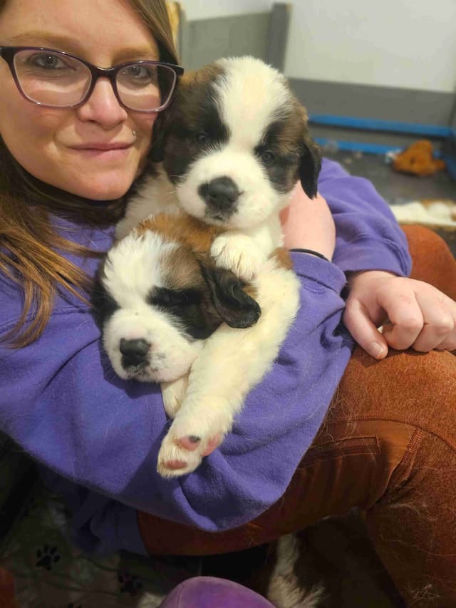 Saint Bernard Puppies media 13