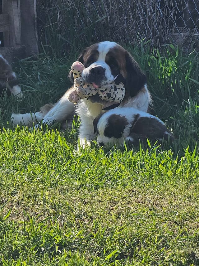 Saint Bernard Puppies media 15