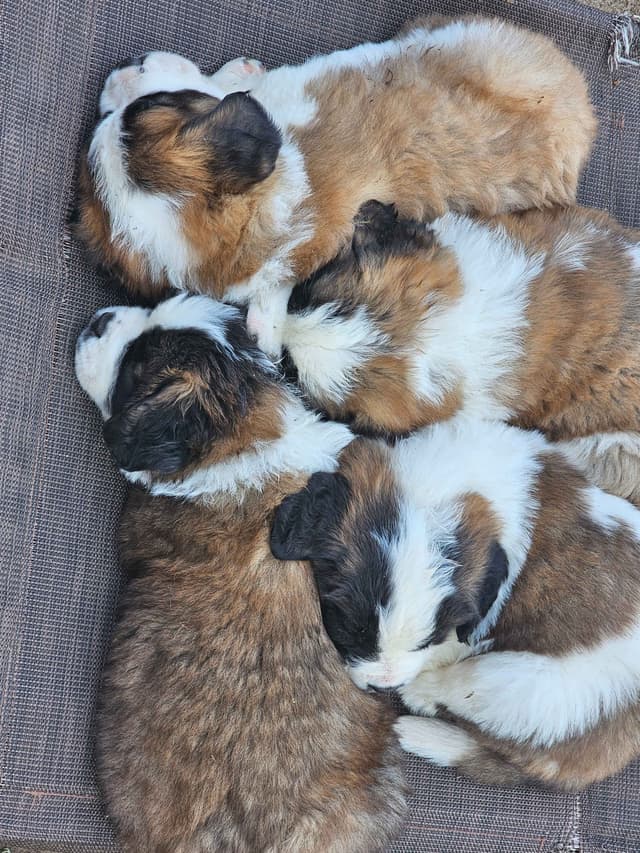 Saint Bernard Puppies media 14