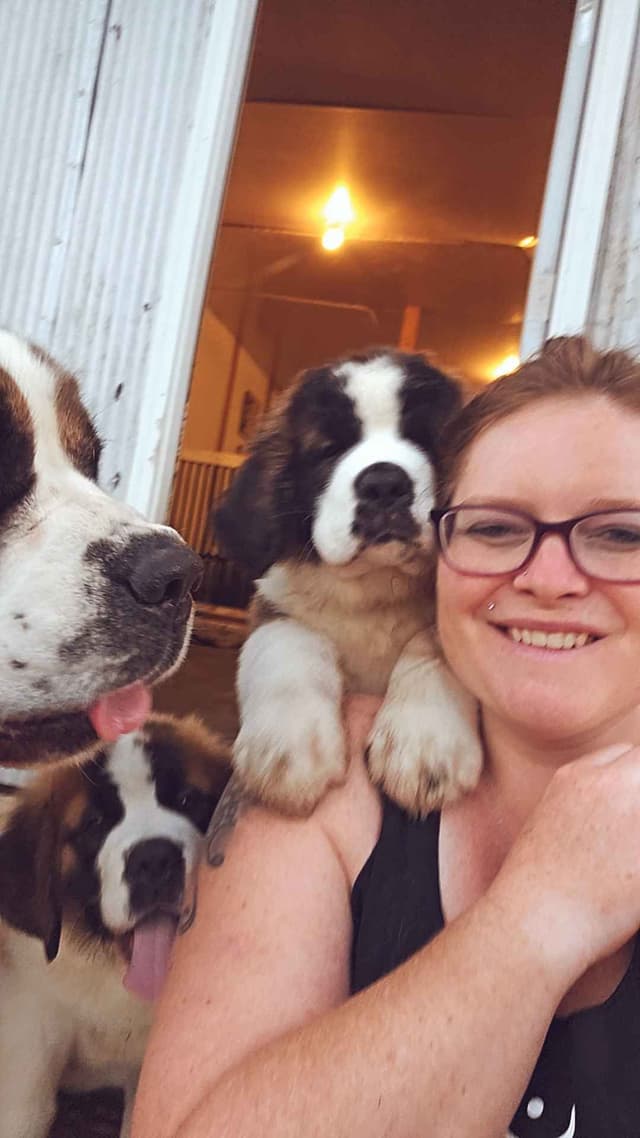 Saint Bernard Puppies media 16