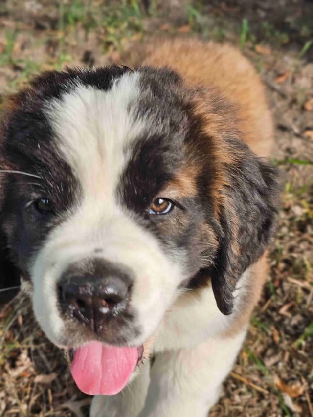 Saint Bernard Puppies media 18