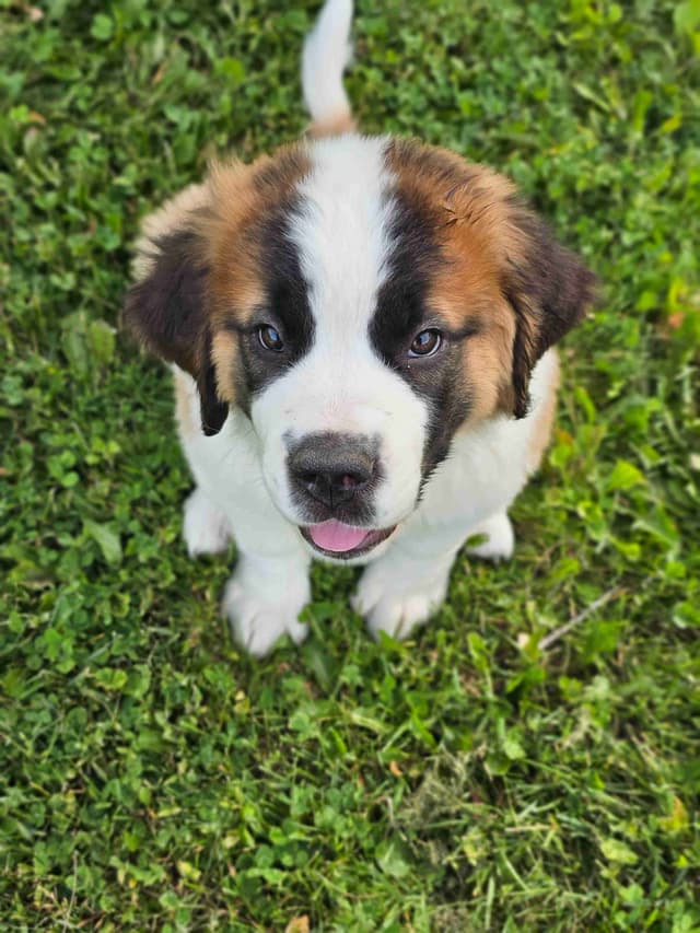 Saint Bernard Puppies media 17