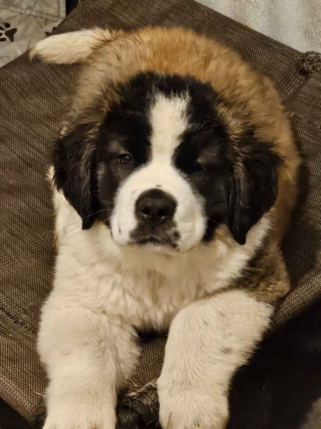 Saint Bernard Puppies media 19