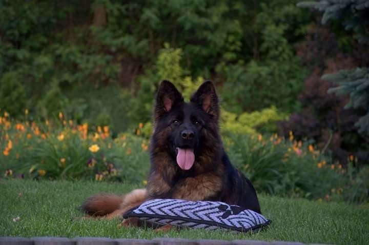 German Shepherd Dog Puppies breeder image 7