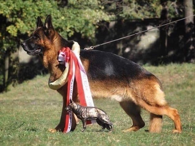 German Shepherd Dog Puppies breeder image 2