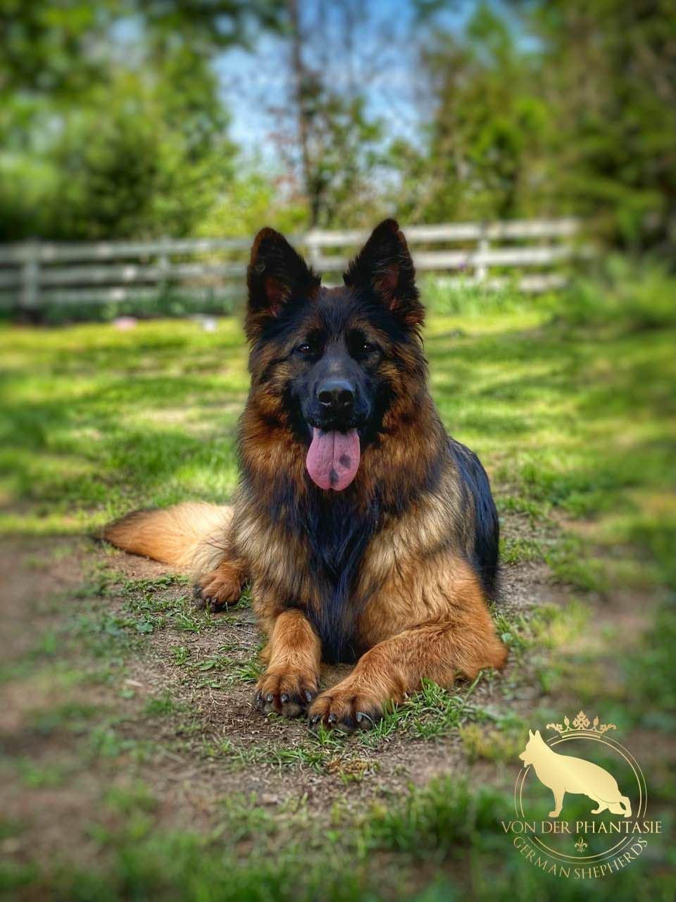 German Shepherd Dog Puppies breeder image 6