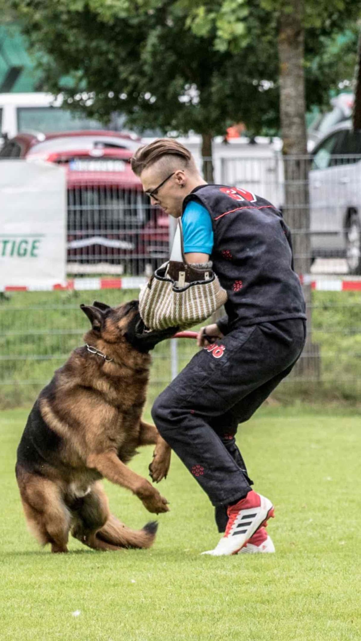 German Shepherd Dog Puppies breeder image 8