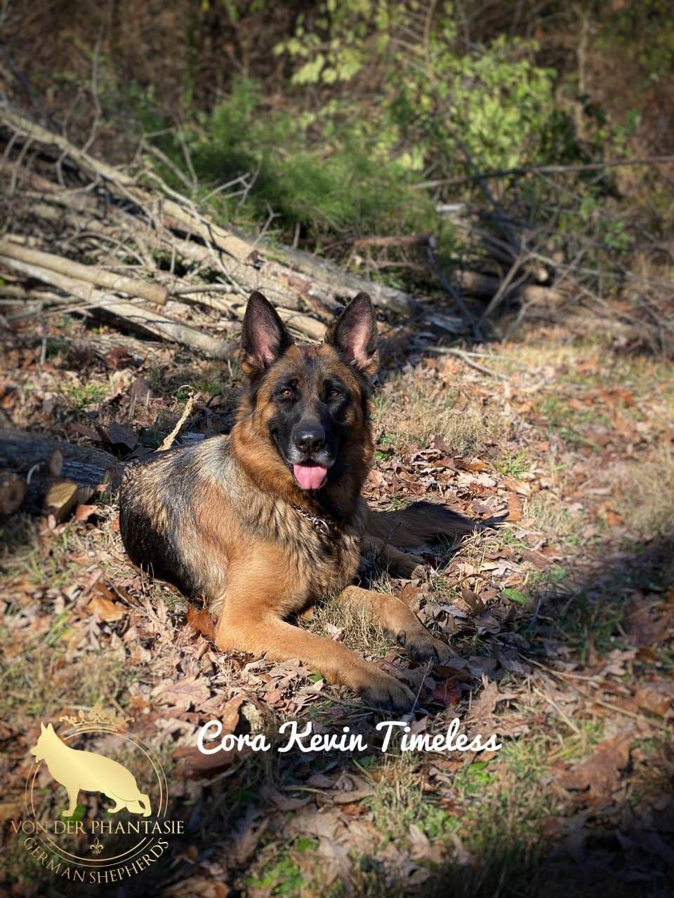 German Shepherd Dog Puppies breeder image 10