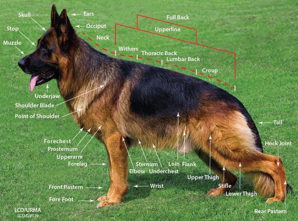 German Shepherd Dog Puppies breeder image 11