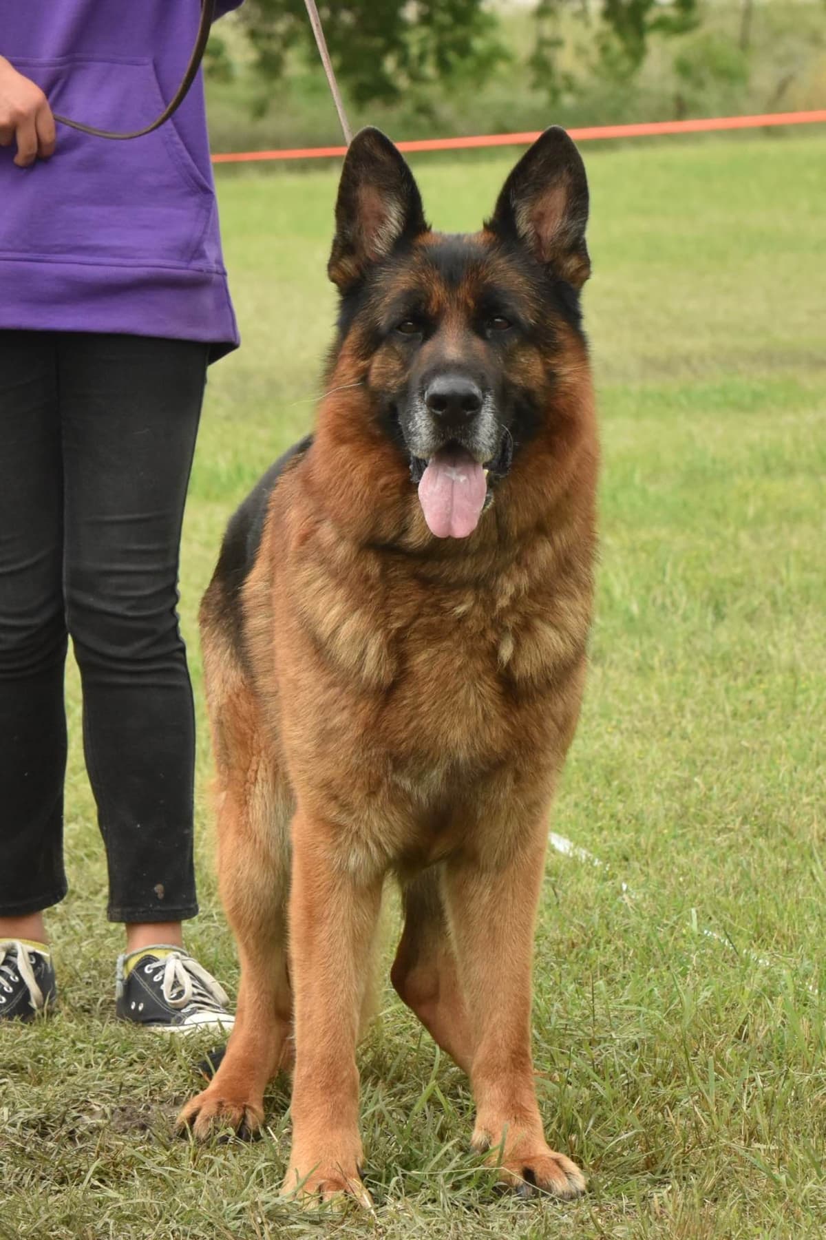 German Shepherd Dog Puppies breeder image 12