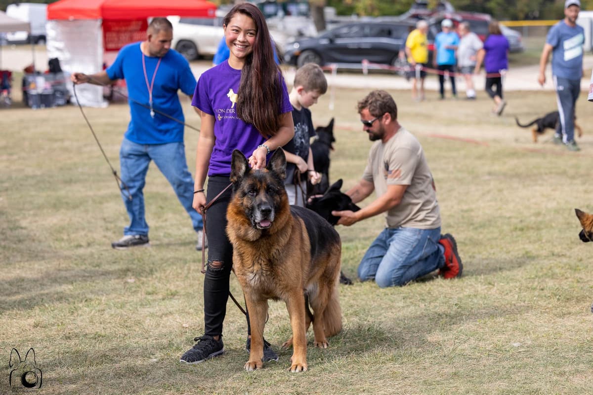 German Shepherd Dog Puppies breeder image 13
