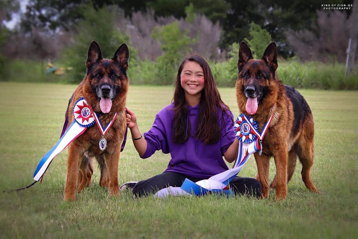German Shepherd Dog Puppies breeder image 4