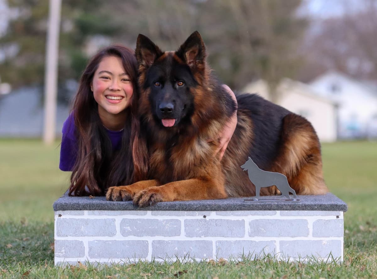 German Shepherd Dog Puppies breeder image 1