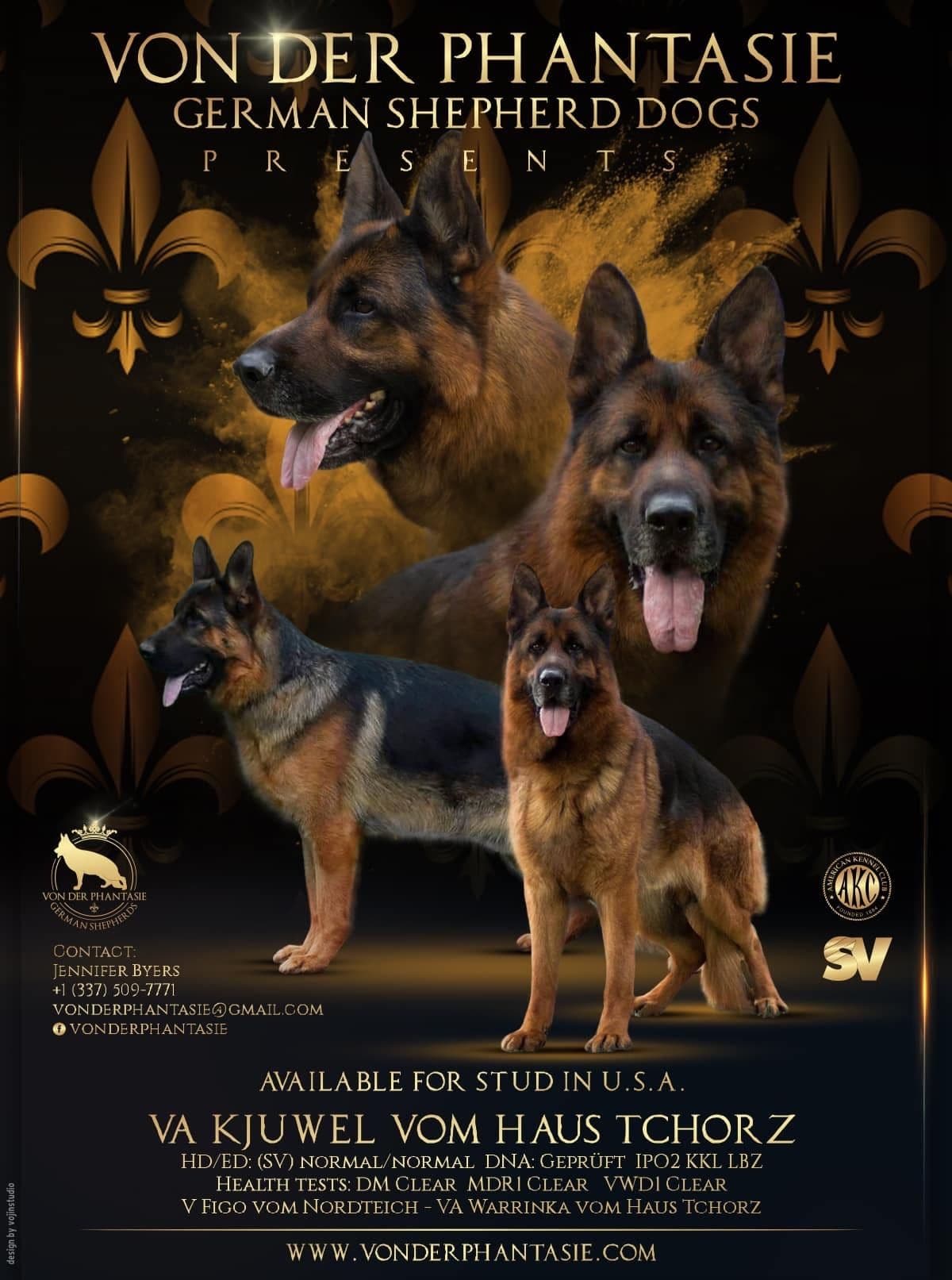 German Shepherd Dog Puppies breeder image 17