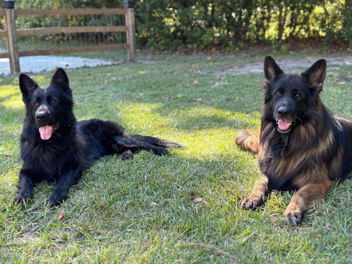 German Shepherd Dog Puppies breeder image 22
