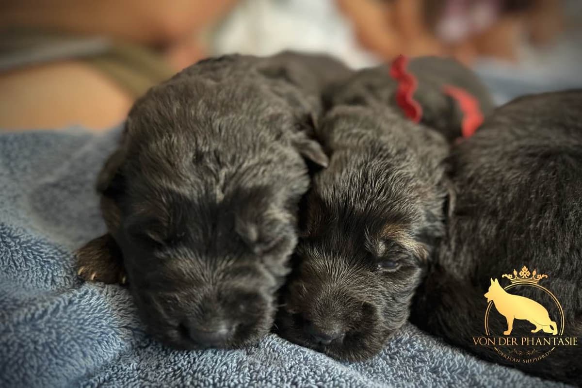 German Shepherd Dog Puppies breeder image 24
