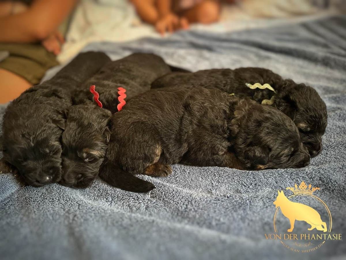 German Shepherd Dog Puppies breeder image 25