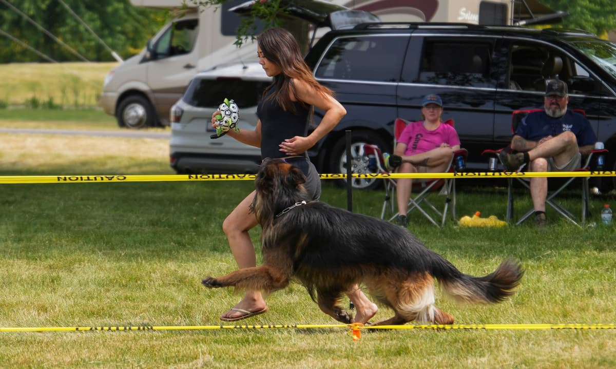 German Shepherd Dog Puppies breeder image 26