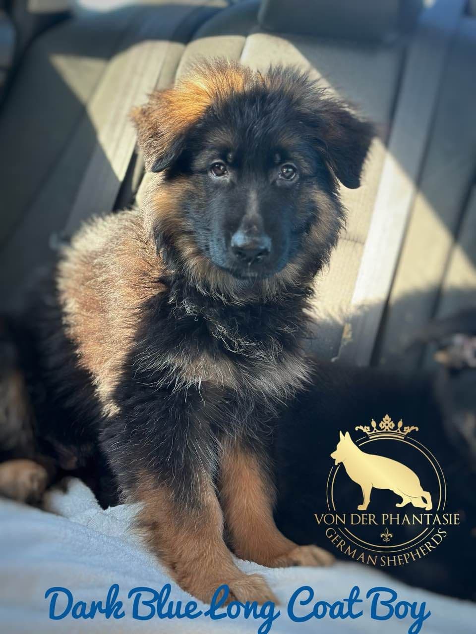 German Shepherd Dog Puppies breeder image 28