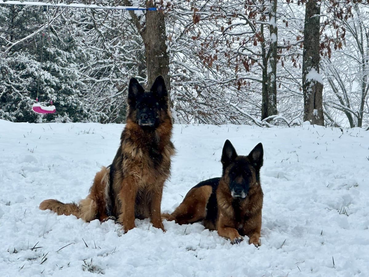 German Shepherd Dog Puppies breeder image 29