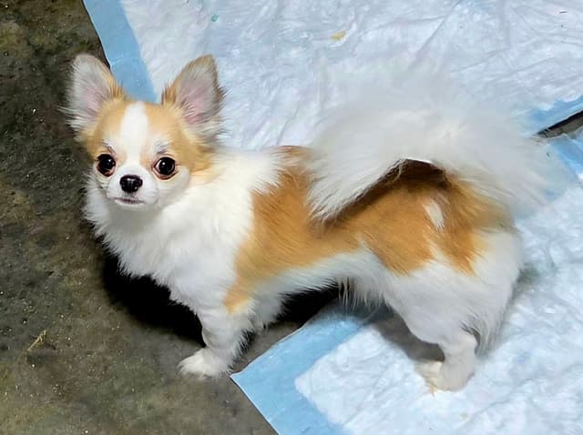 Chihuahua Puppy - Male Merle Long Coat media 2