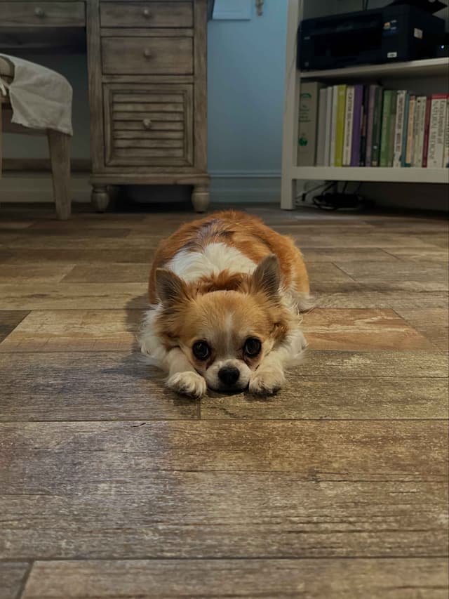 Chihuahua Puppies - Long Coat media 6