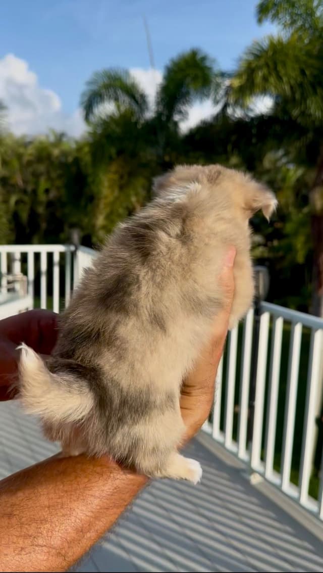 Chihuahua Puppy - Male Merle Long Coat media 3