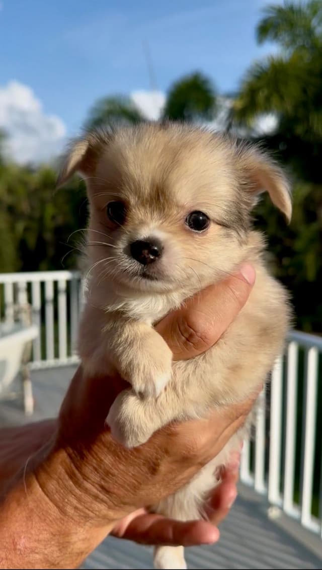 Chihuahua Puppy - Male Merle Long Coat media 4