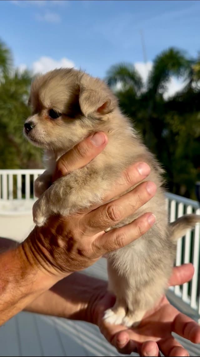 Chihuahua Puppy - Male Merle Long Coat media 5