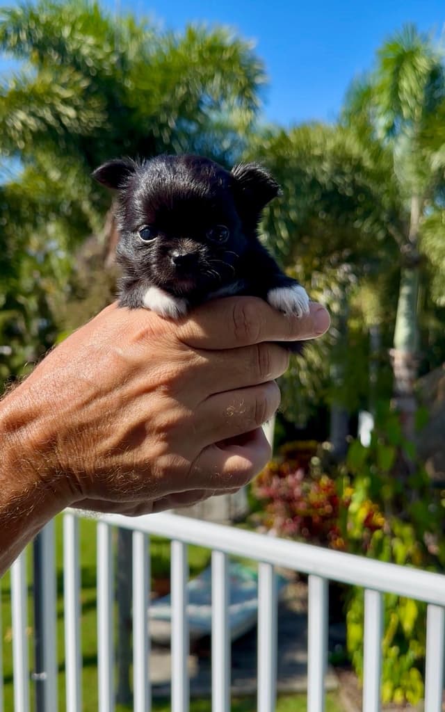 Chihuahua Puppies - Long Coat media 2