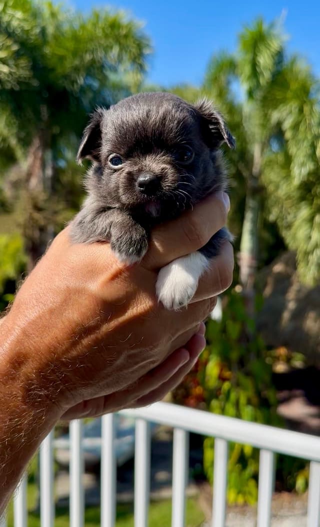Chihuahua Puppies - Long Coat media 3