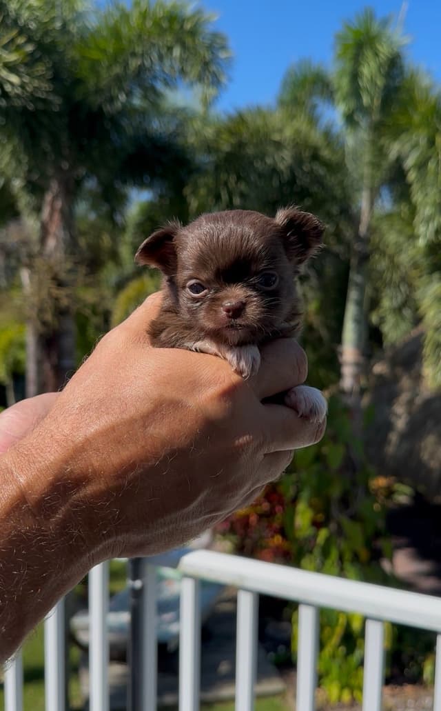 Chihuahua Puppies - Long Coat media 4