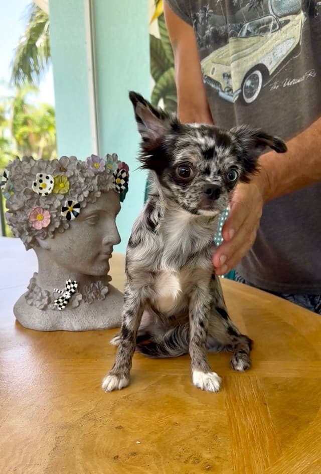 Chihuahua Long Coat - Merle media 4