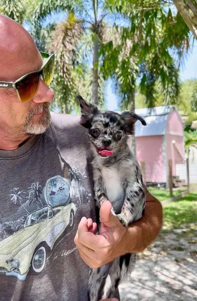Chihuahua Long Coat - Merle media 3