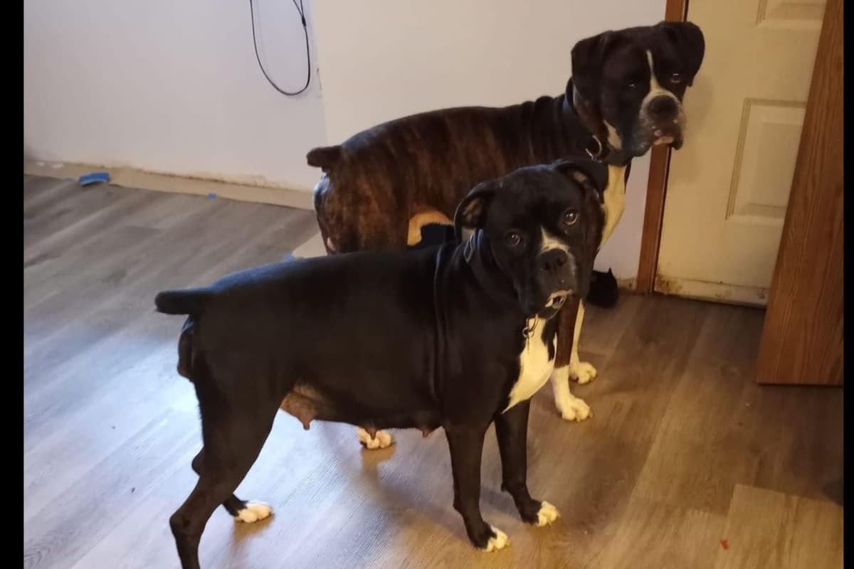 Black tie Boxer Puppies breeder image 1