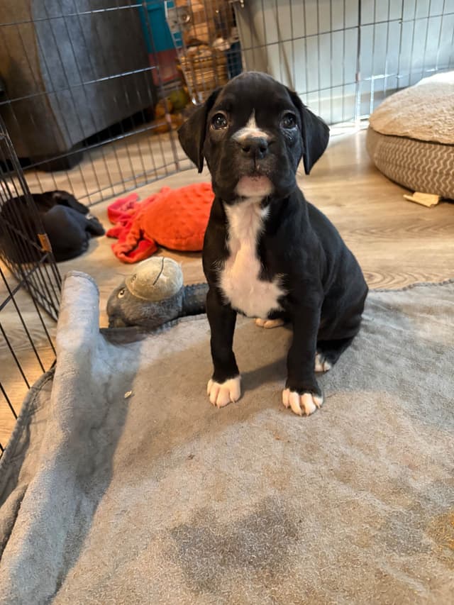 Black tie Boxer Puppies media 2