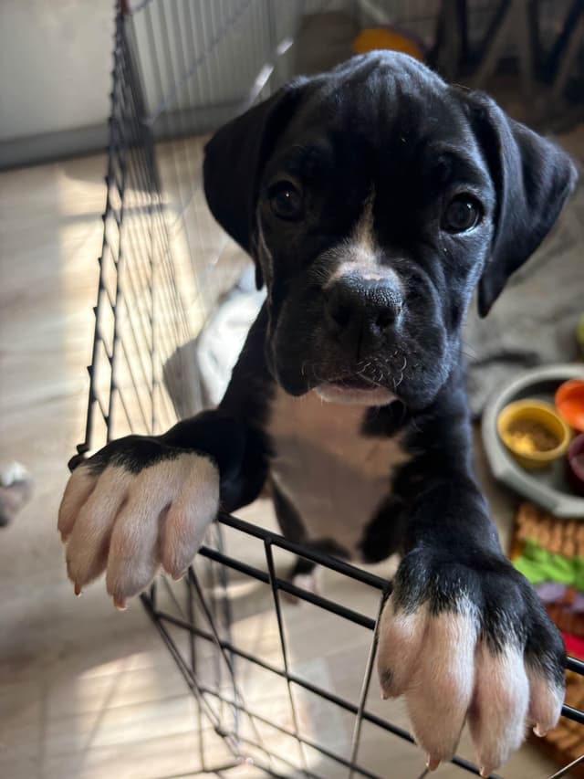 Black tie Boxer Puppies media 3