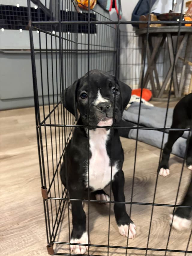 Black tie Boxer Puppies media 4