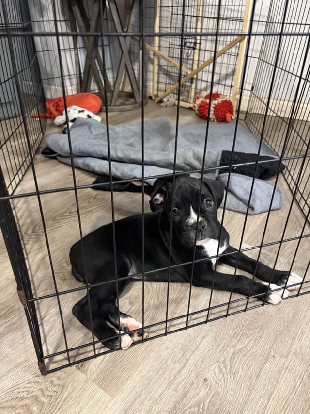 Black tie Boxer Puppies media 5