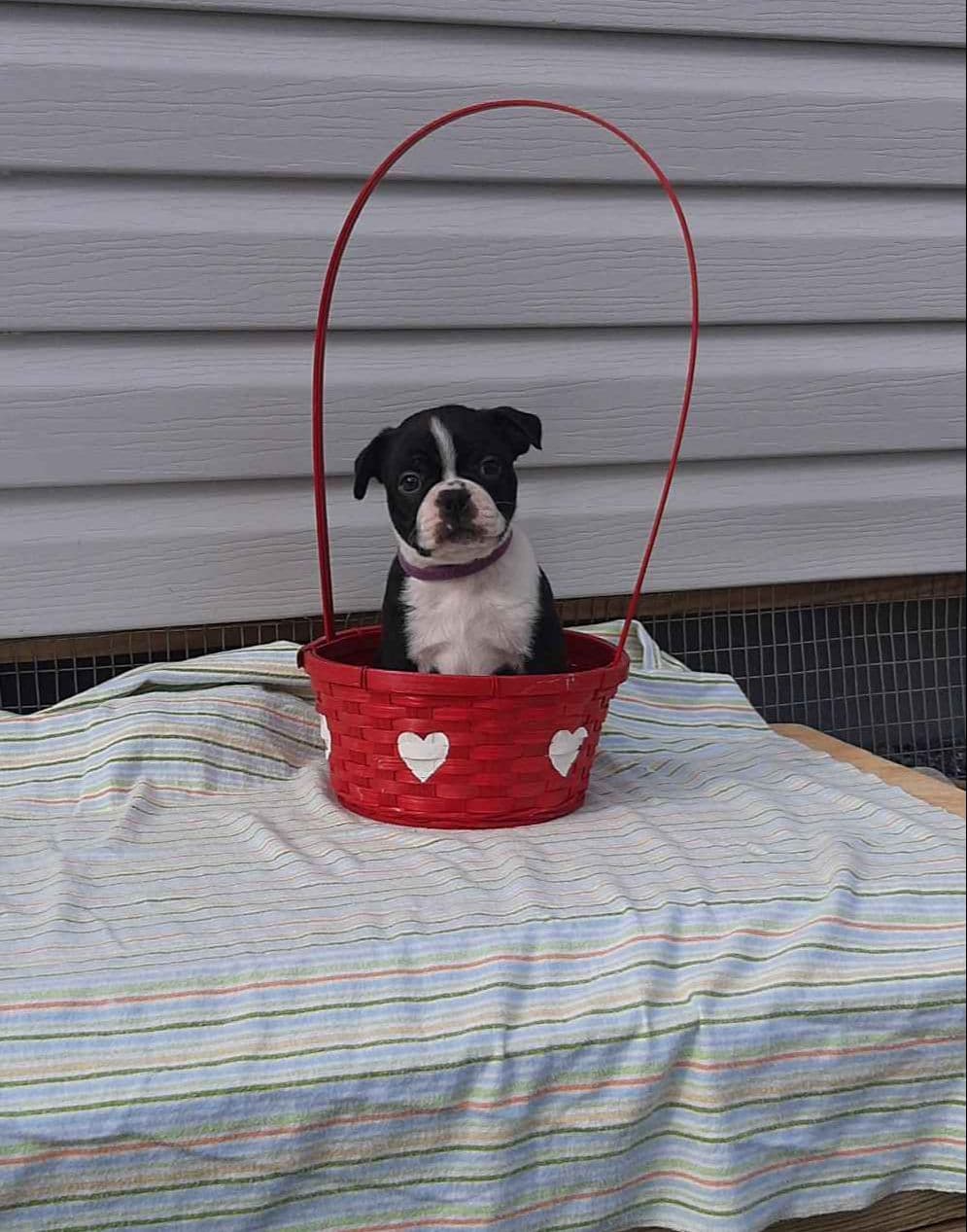 Boston Terrier Puppies breeder image 1