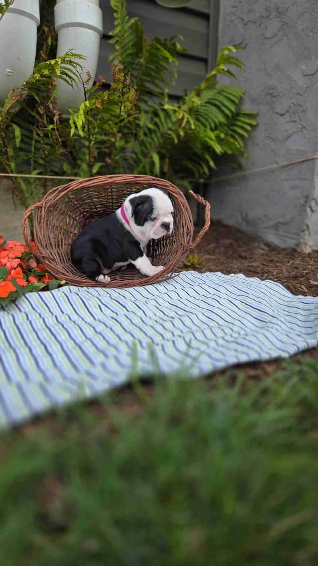 Boston Terrier Puppies media 16