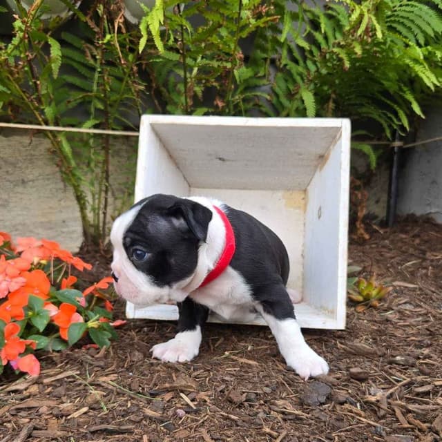 Boston Terrier Puppies media 2