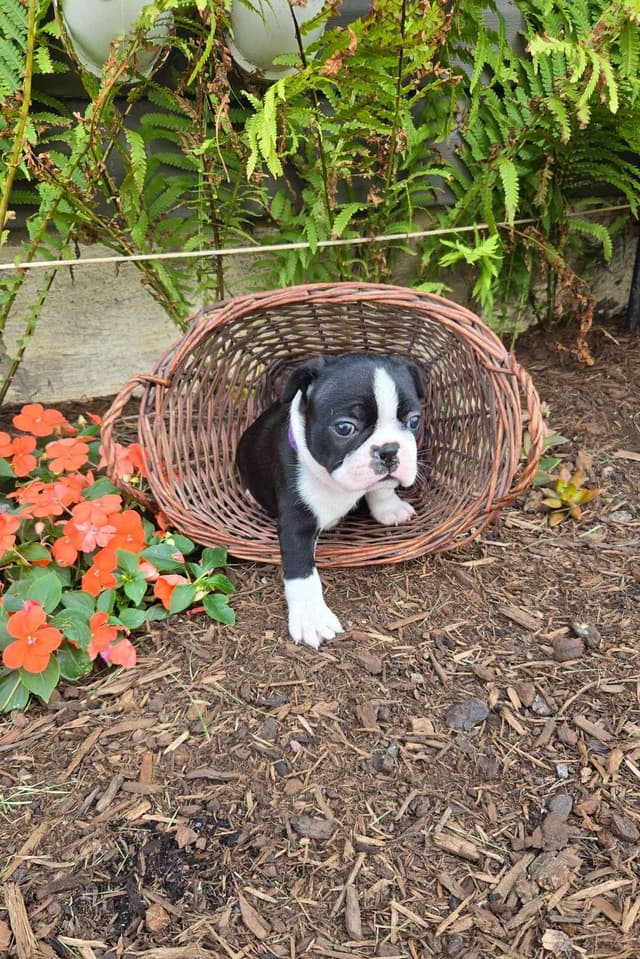 Boston Terrier Puppies media 12
