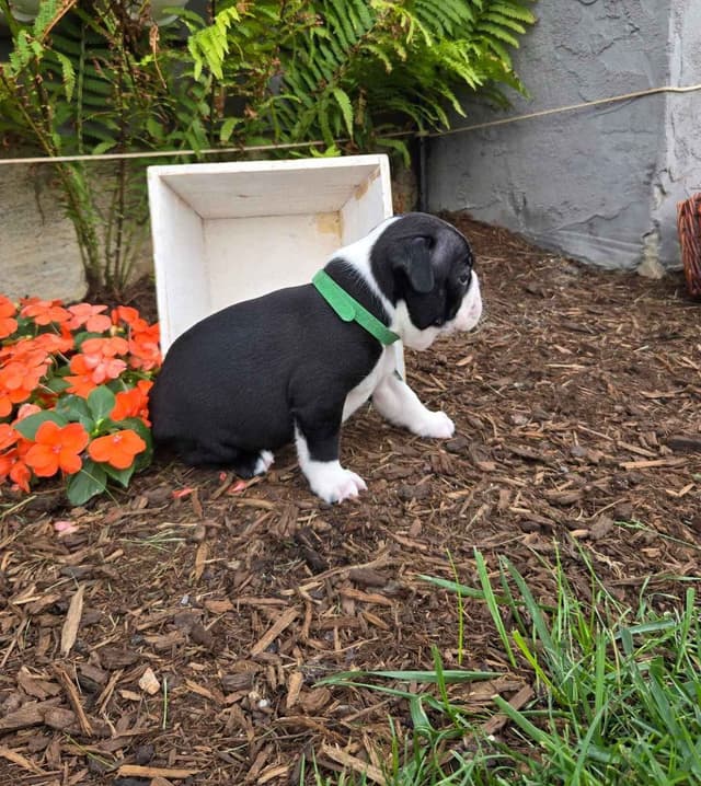 Boston Terrier Puppies media 5