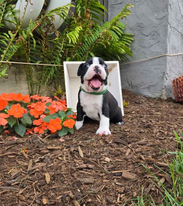 Boston Terrier Puppies media 4