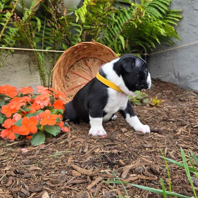 Boston Terrier Puppies media 8