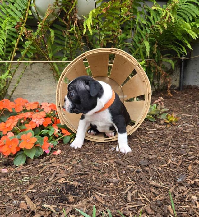 Boston Terrier Puppies media 11