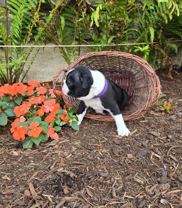 Boston Terrier Puppies media 13