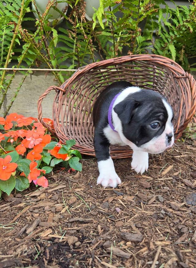 Boston Terrier Puppies media 14