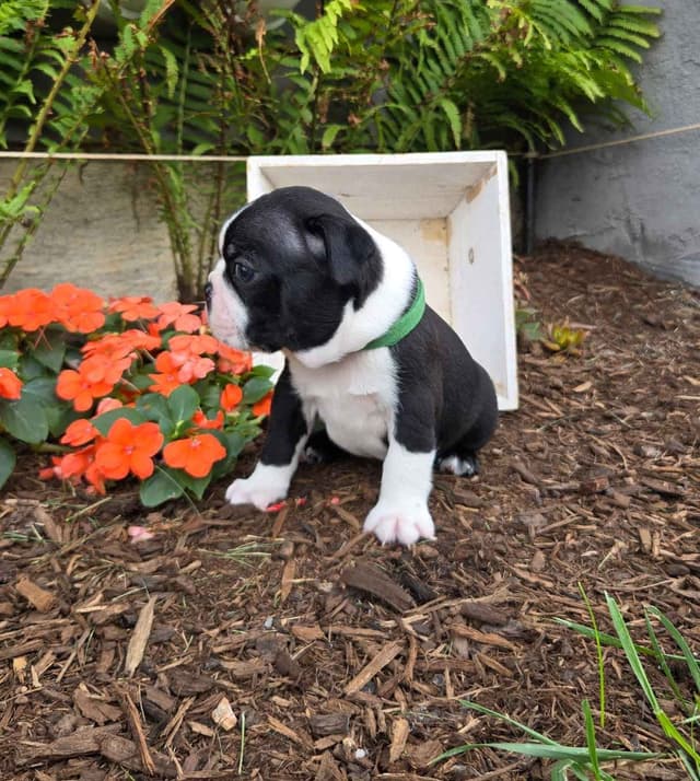 Boston Terrier Puppies media 6